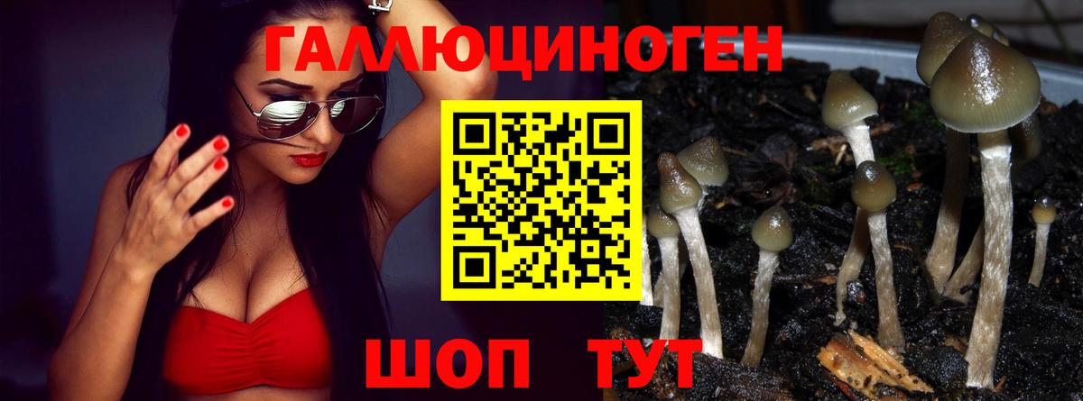 Касимов  Псилоцибиновые грибы прущие грибы  Псилоцибиновые грибы Psilocybe  Вход с VPN 